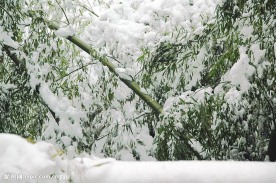 雪竹