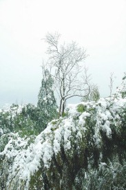 雪竹