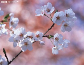三月樱花