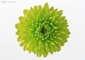 鲜花 绿菊