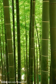 竹林竹