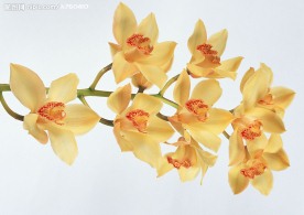 蘭花