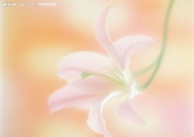 百合
