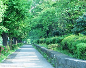 绿荫路