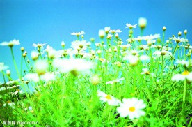 花的海洋
