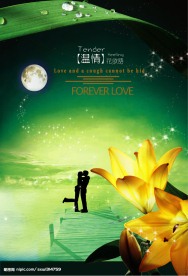 百合花下的温情