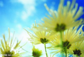 白花