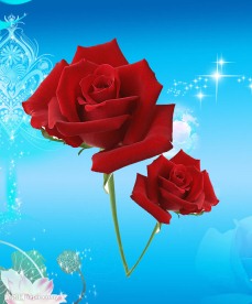 花朵图片
