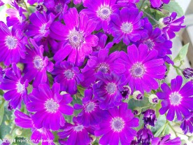 菊花展
