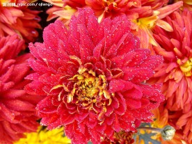 菊花展