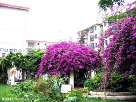 紫色花