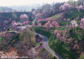 山花烂漫