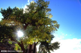 自然写真 森林树木 参天大树