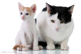 小猫
