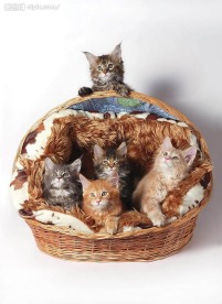 可爱小猫