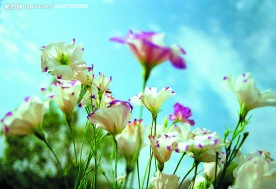花花草草