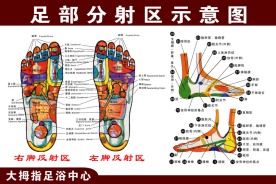 中国足浴按摩协会脚底区域图