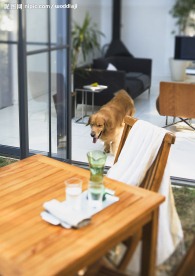 家居生活  沙发 茶机 椅子 狗