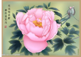 牡丹系列三（春色）国画写生