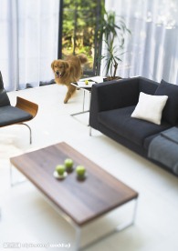 家居生活  沙发 狗