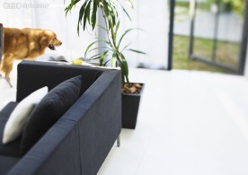 家居生活 家居布置 居沙发 茶机 狗