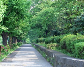 林荫小路
