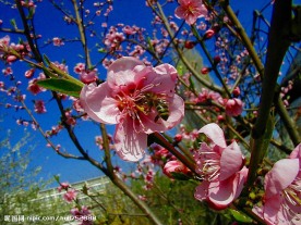 桃花特写