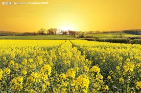 田园油菜花