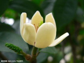 含笑花