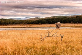 秋 黄草地