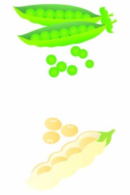 豌豆