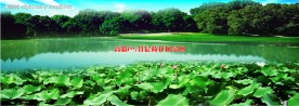 高精ps分层荷花风景图