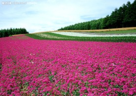 一片花海