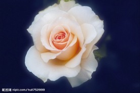 茶花
