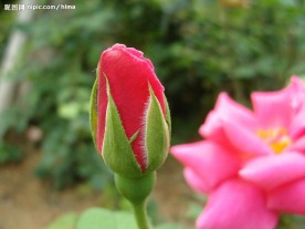 美丽的玫瑰花