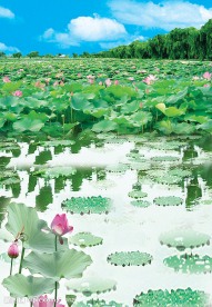 荷花风景图