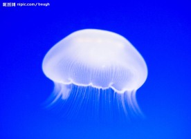海蜇