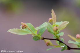 春雨中的绣线菊
