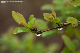 春雨中的绣线菊
