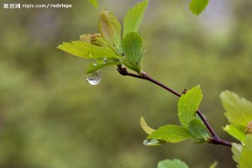 春雨中的绣线菊