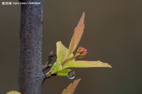 春雨中的绣线菊