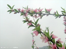 绽放的桃花3