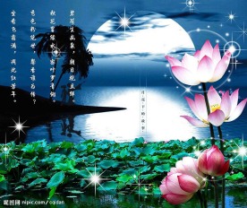 荷韵花语