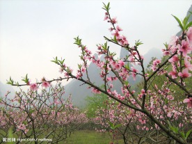 桃花 桃花林