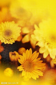 野菊花