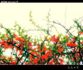 花花世界