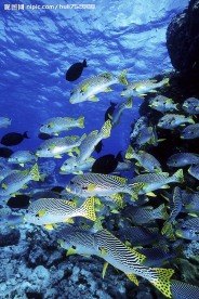 海洋生物