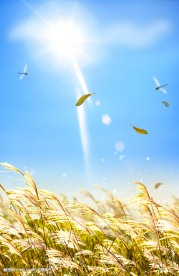 金色芦苇秋日风景背景素材