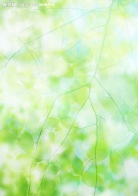叶子 绿色 天空
