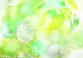 水 叶子 绿色 天空 水珠